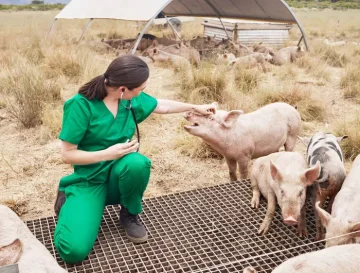 The Role Of Animal Hospitals In Public Health Protection