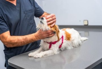3 Signs Your Pet May Need A Visit To The Veterinary Hospital