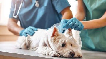 5 Essential Services Every Veterinary Clinic Provides