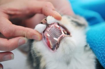 How Cat Clinics Improve Dental Health For Cats