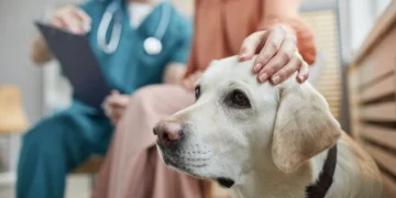 5 Reasons Veterinary Hospitals Build Long Term Trust With Clients